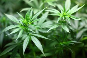 Cannabis: Geschichte und Arten von Cannabinoiden