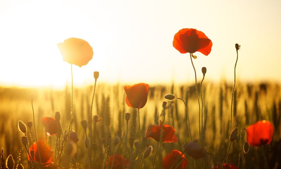 Warum machen uns Blumen glücklich