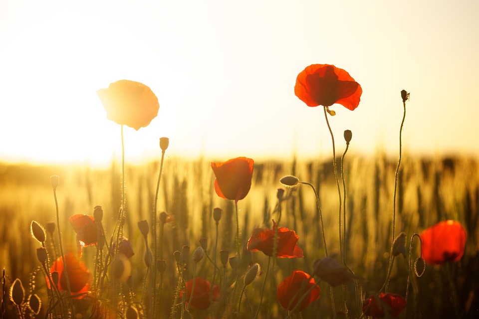 Warum machen uns Blumen glücklich?