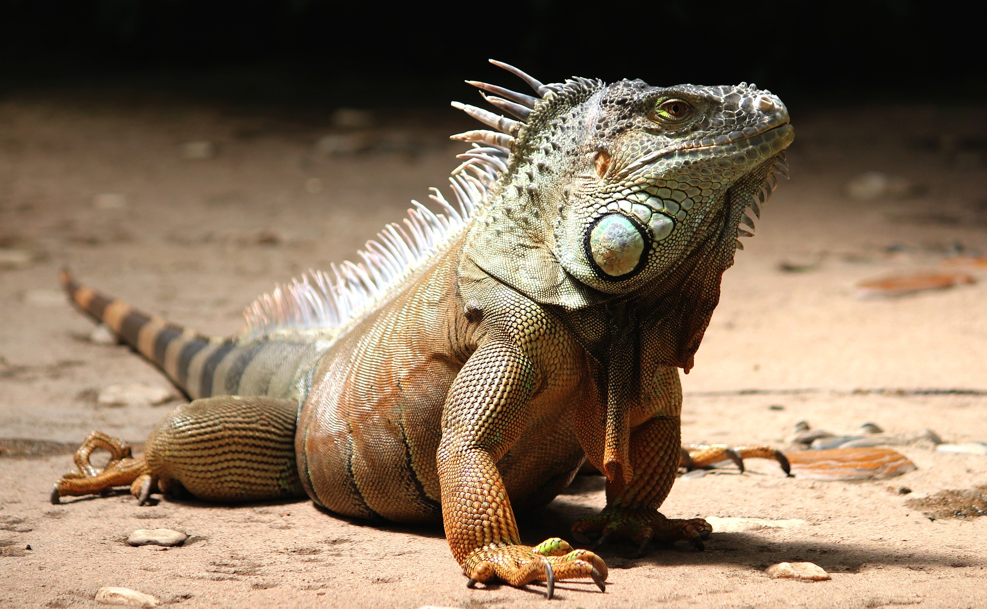 Coole Leckereien und coolere Reptilien