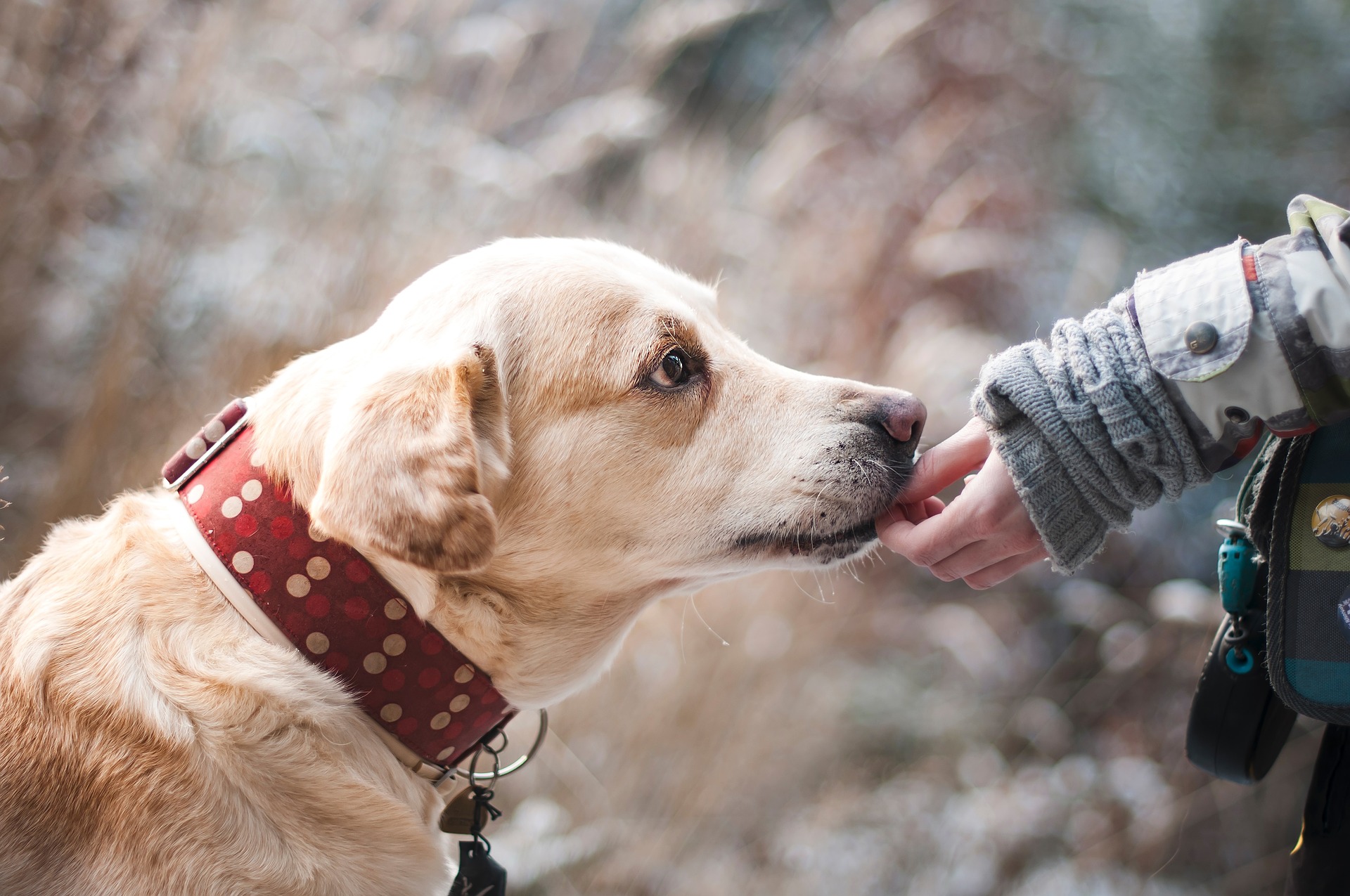 Hundefutter-Trends: sinnvoll oder nicht?