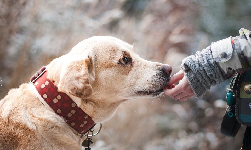 Kurkuma für Hunde: Top 5 Vorteile, einschließlich für Krebs und Arthritis