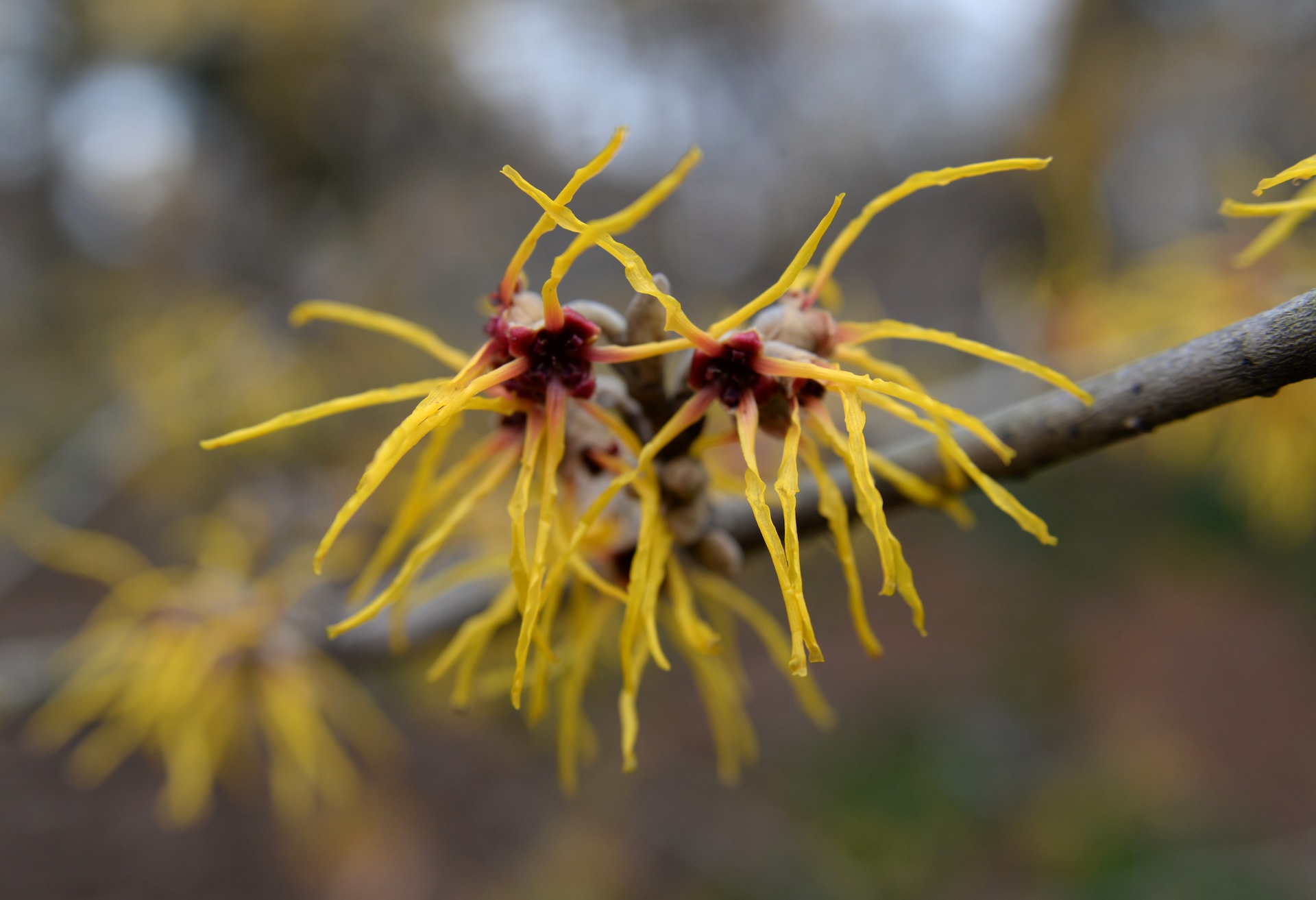 Ist Hamamelis eine Baumnuss?