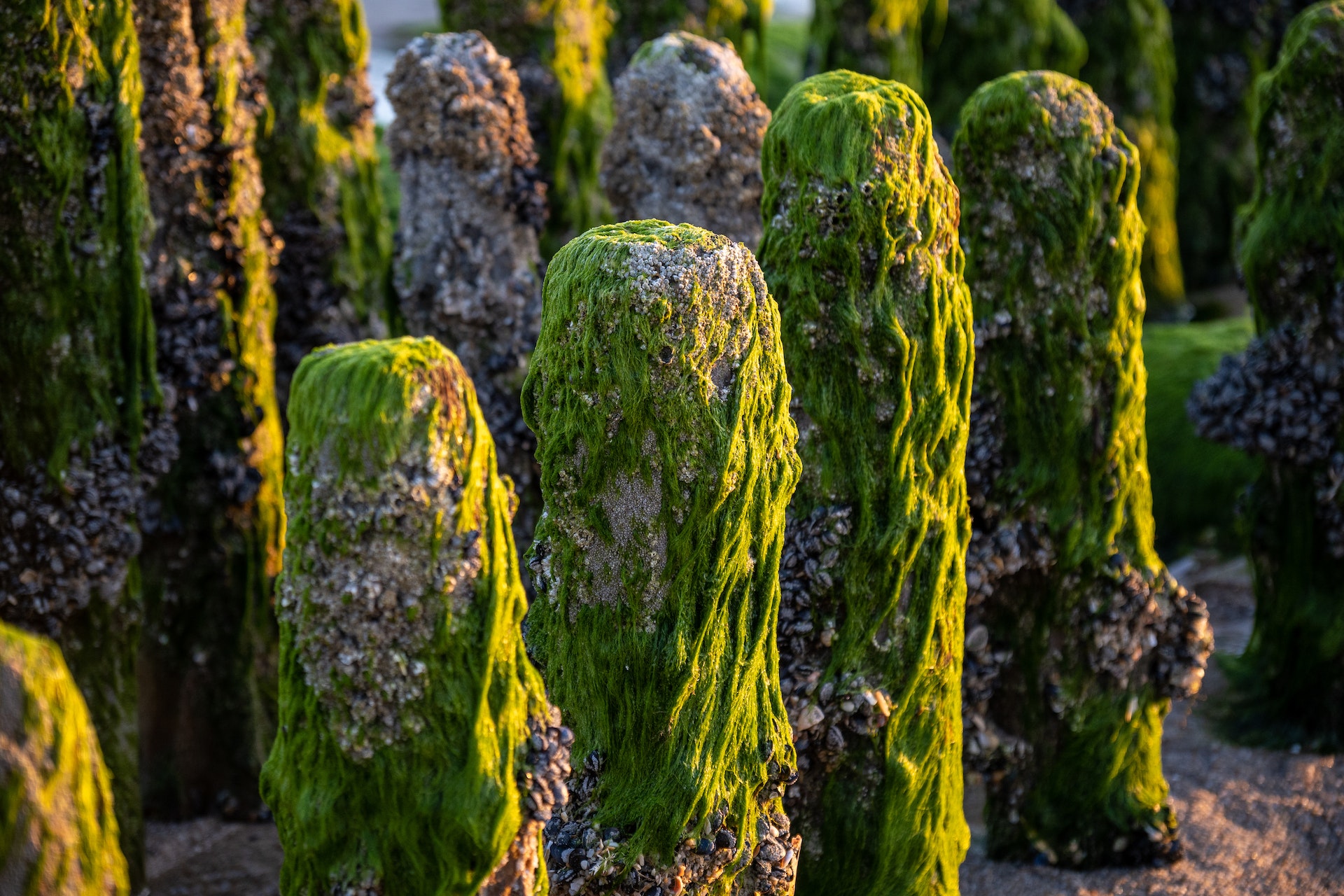 Spirulina - Verwendung und Vorteile der Algen