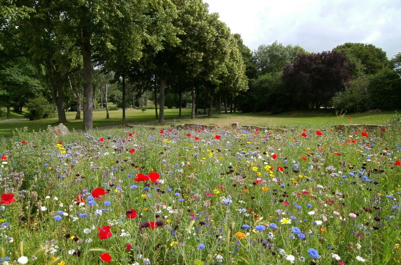 Pflanzen für Biodiversität