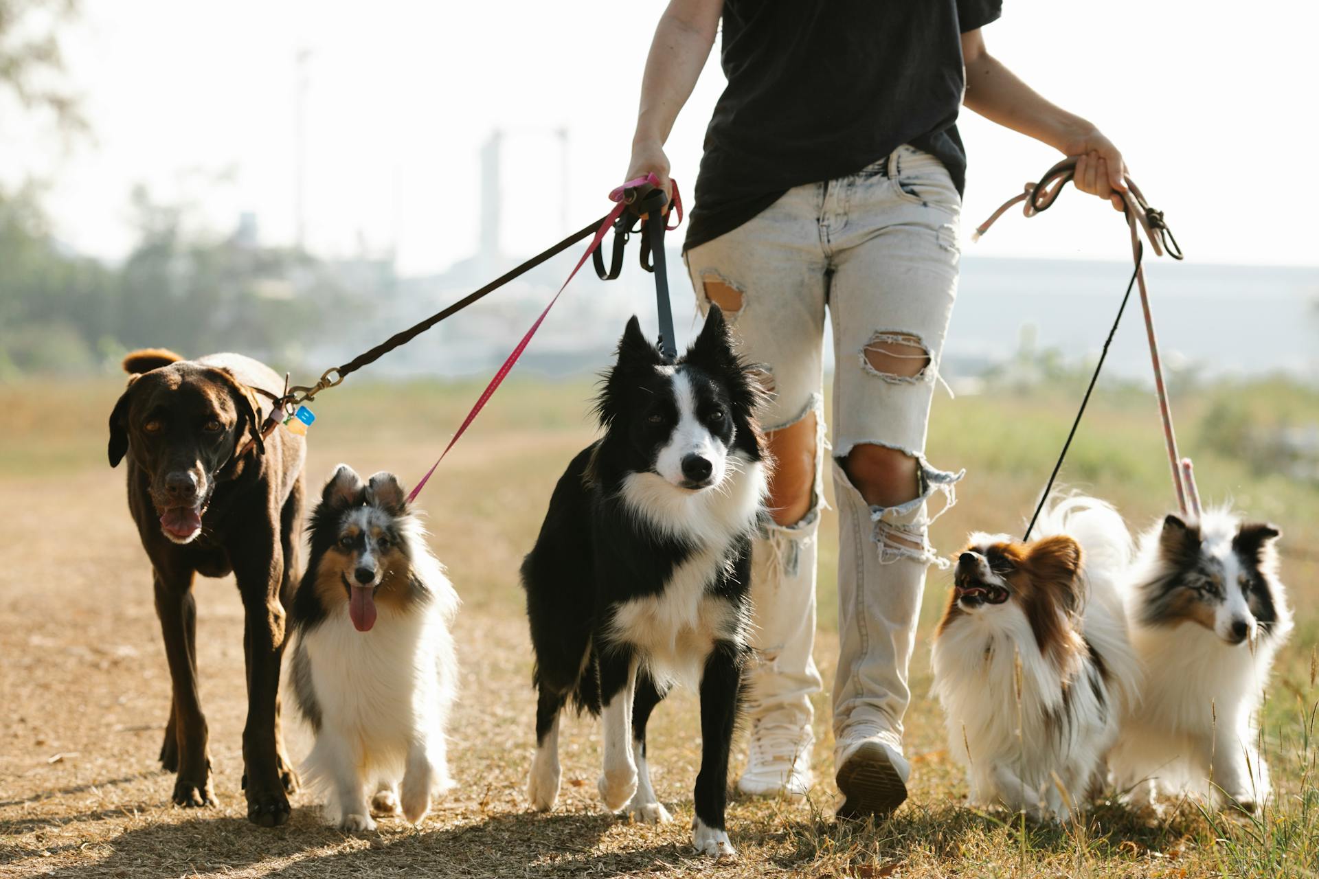 Halsband oder Hundegeschirr – Was ist besser für deinen Hund? Halsband oder Hundegeschirr – Was ist besser für deinen Hund?