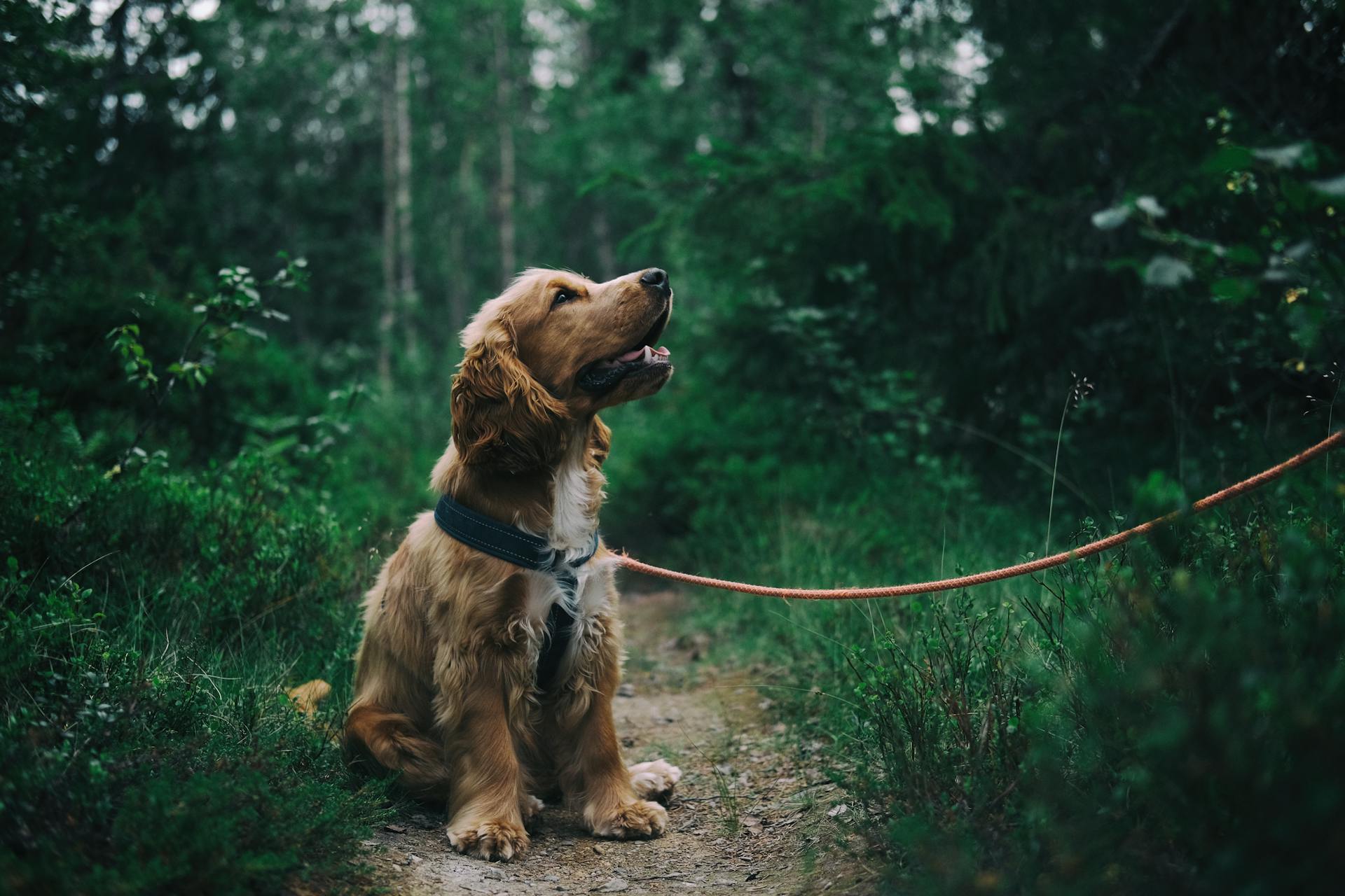 Halsband oder Hundegeschirr – Was ist besser für deinen Hund?