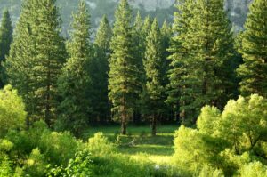 Vitalitätsanalyse: KI-Monitoring für den Wald von morgen